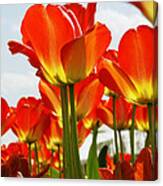 Tulip Field 1 Canvas Print