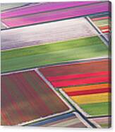 Tulip Fields Between Sassenheim And Canvas Print
