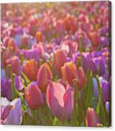 Tulip Flowers Cochem, Germany Canvas Print
