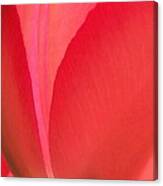 Tulip Glow Canvas Print