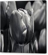 Tulip Hollywood Lighting Canvas Print