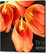 Tulip Study Canvas Print