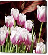 Tulips 2 Canvas Print