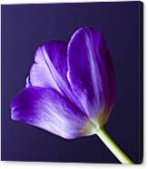 Tulips Bloom As They Are Told Canvas Print