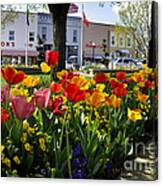 Tulips In The Spring #1 Canvas Print