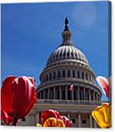Tulips With A Government Building Canvas Print