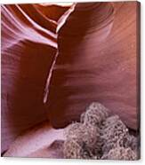Tumbleweed In The Canyon Canvas Print