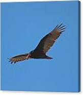 Turkey Vulture Flight Canvas Print