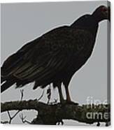 Turkey Vulture Canvas Print