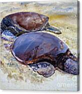 Turtle R And R Canvas Print