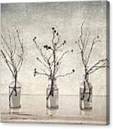 Twigs In Bottles Canvas Print