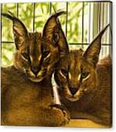 Twin Caracals Canvas Print