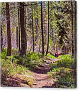 Twisp River Trail Canvas Print