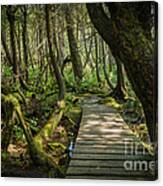 Twisted Forest Canvas Print