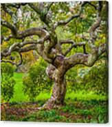 Twisted Maple Canvas Print