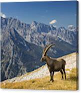 Two Alpine Ibex In Front Of Mount Watzmann , Alps Canvas Print