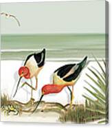 Two Avocets Canvas Print