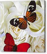 Two Butterflies On White Roses Canvas Print