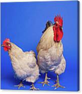 Two Chickens Canvas Print