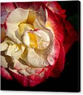 Two Color Rose Canvas Print