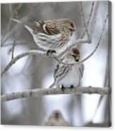 Two Common Redpolls Canvas Print