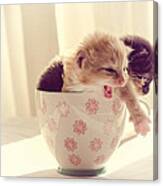 Two Cute Kittens In A Cup Canvas Print