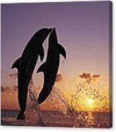 Two Dolphins Jumping Together At Sunset Canvas Print