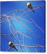Two Doves #doves #tree #bird #birds Canvas Print