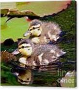 Two Ducklings Canvas Print