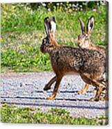 Two Hares One Sitting And One Walking The Way When The First One Is Viewing The Environment Canvas Print