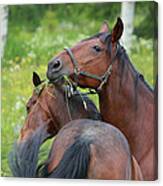 Two Horses Playing With Each Other Canvas Print