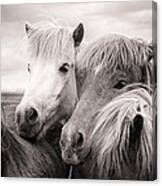 Two Icelandic Horses Sepia Photo Canvas Print