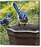 Two Jays Canvas Print
