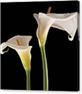 Two Lilies Canvas Print