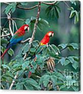 Two Macaws Canvas Print