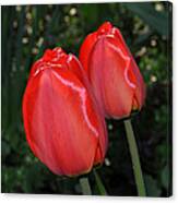 Two Red Tulips Canvas Print