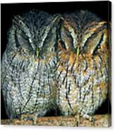 Two Small Owls Sleeping Together Canvas Print