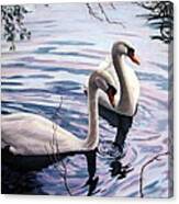 Two Swans A Swimming Canvas Print