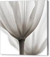 Two Tulips Bw 1 Canvas Print