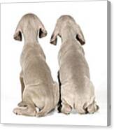 Two Weimaraner Puppies Canvas Print