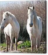 Two White Horses Canvas Print