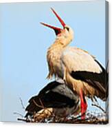 Two White Storks On A Nest Canvas Print