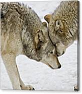 Two Wolves In  A Staredown Canvas Print