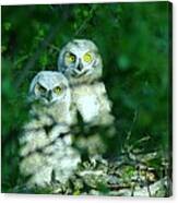 Two Young Owls Canvas Print