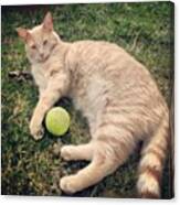 Tyrion And His Tennis Ball #cat Canvas Print