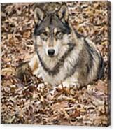 Unalii In Leaves Canvas Print