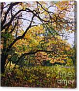 Under The Autumn Shade Tree Canvas Print