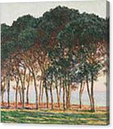 Under The Pines. Evening Canvas Print