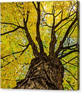 Under The Yellow Canopy Canvas Print