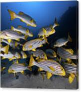 Underwater Photography-indian Ocean Sweetlips Canvas Print